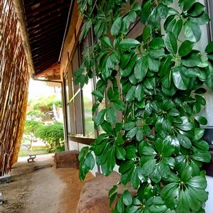 カポック,かぽっく,観葉植物,緑のある暮らし,100均観葉植物の画像