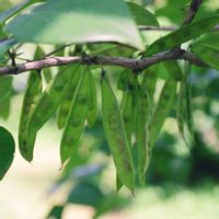 ハナズオウ,ハナズオウ,公園の画像