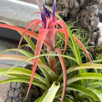 チランジア カピタータ,チランジア カピタータ,多肉植物,観葉植物,塊根植物の画像