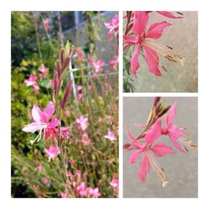 ガウラ,カラスウリ,コスモス,ミニバラ,かわいいの画像
