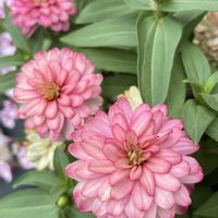 ジニア,ジニア ザハラダブル サーモンローズ,ガーデニング,夏の花,お花が好きの画像