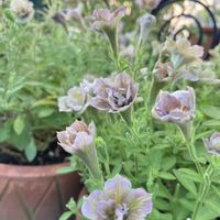 ハイビスカス,ハイビスカス,ペチュニア,紫陽花マジカル,紫陽花マジカルの画像