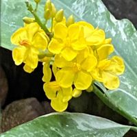 バニラ,バニラ ゴムフィア,平和を願う,新宿御苑温室,幸せの黄色いお花の画像