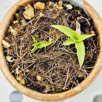 パイナップル,バジル,ライチ,湘南ゴールド,実生の画像