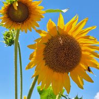 オミナエシ,ヒマワリ,ベビーサンローズ,火祭り,若緑の画像