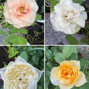 ミニバラ,バラ ジャンヌダルク,花のある暮らし,バラ・ミニバラ,お楽しみ❀.(*´▽`*)❀.の画像