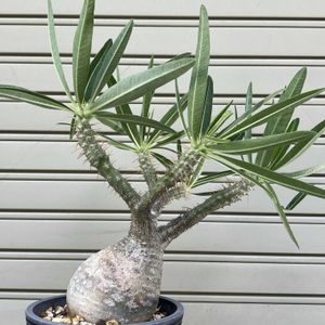 パキポディウム,パキポディウム・グラキリス,多肉植物,塊根植物,コーデックスの画像