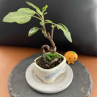 ポポー,山桜,グレープフルーツ,グレープフルーツちび盆栽,盆栽の画像