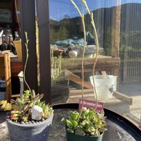 アドロミクス永楽,多肉植物の花芽,多肉植物,多肉のある暮らし,多肉花芽の画像