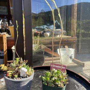 アドロミクス永楽,多肉植物の花芽,多肉植物,多肉のある暮らし,多肉花芽の画像