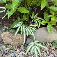 プテリスの画像