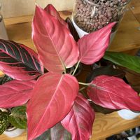 アグラオネマ,観葉植物,ハイドロカルチャー,アグラオネマ属,サトイモ 科の画像