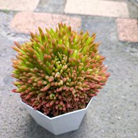 ツメレンゲ,爪蓮華,小さな庭,庭の画像