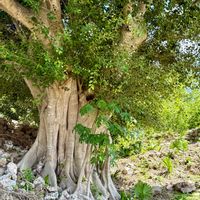 フィカス,ユーフォルビア・ラクテア,多肉植物,ユーフォルビア,ラピュタの画像