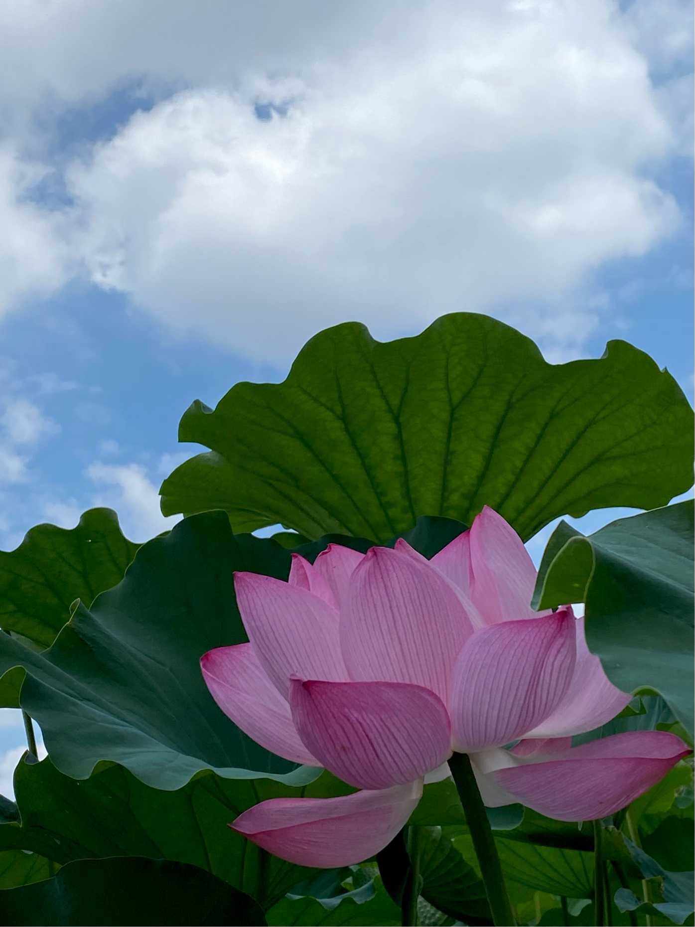 不忍池(上野公園)水彩画 額装済み 3月産経学園 透明水彩 風景画 上野公園五條天神社 | すい・さい
