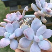 アメジスチヌム,アメジスティナム,プロリフィカ錦,多肉植物,グラプトペタルムの画像