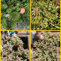 姫秀麗,姫秀麗,若緑,森村万年草,だるま姫秀麗の画像