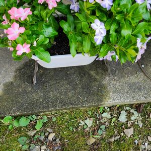 ニチニチソウ,日々草,鉢植え,新しい仲間,お花が好き♡の画像