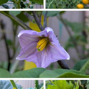 ローズマリー,オクラの花,ナスの花,キュウリの花,白ナスの花の画像