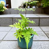 シダ,シダ植物,小品盆栽,ミニ盆栽,山野草盆栽の画像