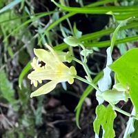 イカリソウの画像