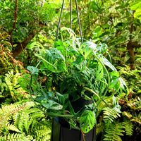 ヘゴ,モンステラ,シダ,モンステラ アダンソニー,ホヤ レツーサの画像