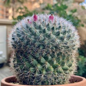 サボテン,玉翁,多肉植物,子株,鉢植えの画像