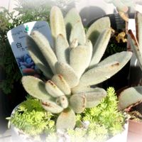 キュウリ,トマト,ナス,ミニトマト,ピーマンの画像