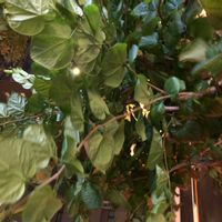 ハナズオウの画像