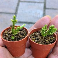 八房白芽杉（白妙）,盆栽,ミニ盆栽,盆栽苗木,まめ盆栽の画像