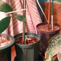 パキラ・アクアティカ,観葉植物,癒し,インテリアグリーン,珍奇植物の画像