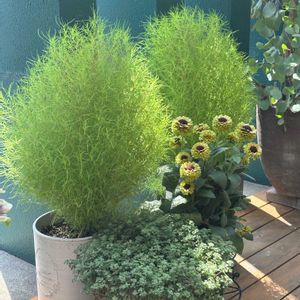 コキア,種まきっ子,種から,種まき,暑さに強いの画像