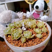 アークティックアイス,多肉植物,葉挿しっ子,毎月2日はスヌーピーの日,1日遅れてめんごめんごの画像