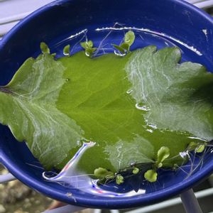 セイロンベンケイソウ,マザーリーフ,マザーリーフ,室内の画像