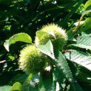 クリ,果物,自家栽培の野菜達,害虫駆除,自家製野菜の画像