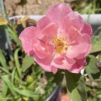 マイブーム,花のある暮らし,大好き♡︎ʾʾ,挿し木から成長,薔薇愛の画像