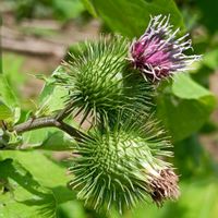 ゴボウ,ピンクの花,キク科,筑波実験植物園,紫色の花の画像