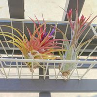 エアプランツ,可愛い,チランジア属,花のある暮らし,植物のある暮らしの画像