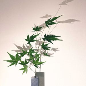 一輪挿し,花瓶,花のある暮らし,花のある生活,お気に入りのフラワーベースの画像