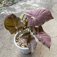 植え替え,まだまだ初心者,多肉植物のある暮らし,観葉植物のある暮らし,お花のある暮らしの画像