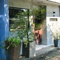 観葉植物,緑のある風景,窓辺の画像
