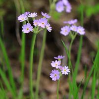 ユキワリソウ,八方尾根,長野県白馬村の画像