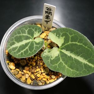 カンアオイ,寒葵,和風,観葉植物,鉢植えの画像