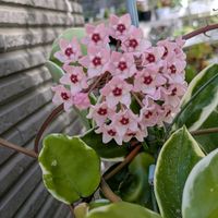 ホヤ・カルノーサ,ホヤ・カルノーサ・リップカラー,寄せ植え,多肉植物,葉挿しの画像