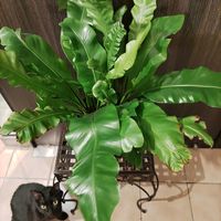 アスプレニウム,観葉植物,熱帯植物,botanical lifeの画像