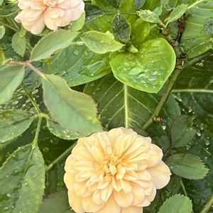 バラ,ミニバラ,ミニバラ,薔薇,ミニバラ・モカの画像