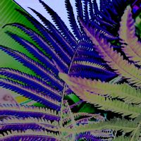 シダ,クサソテツ,クサソテツ,夏のアレンジ,毎月４日はシダの日」の画像