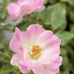 ミニバラ鉢植え,キュンキュン乙女倶楽部,月曜日にはバラを,キュンキュン乙女倶楽部No.243,ピンクワールドへ ようこその画像