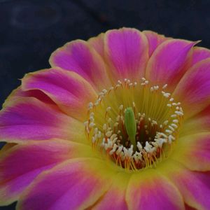 花サボテン サニー,サボテンの花,多肉女子,新潟県の画像