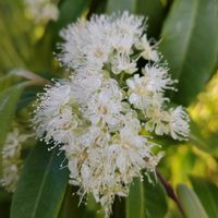 レモンマートルの画像